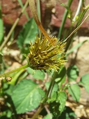 Bidens pilosa