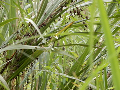 Pomatorhinus musicus