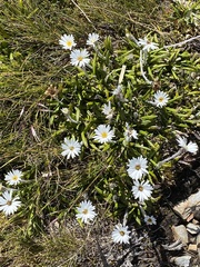 Celmisia spectabilis spectabilis