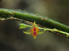 Lepanthes tachirensis
