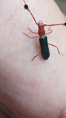 Compsocerus violaceus