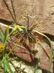 Bidens pilosa