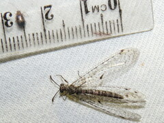 Bandidus breviusculus