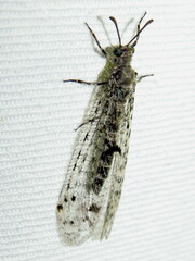 Bandidus breviusculus