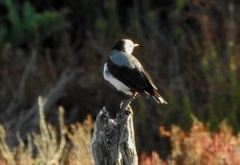 Epthianura albifrons