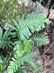 Polypodium cambricum