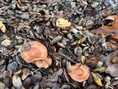 Lactarius xanthogalactus