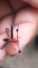 Compsocerus violaceus