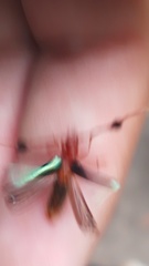 Compsocerus violaceus