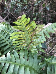 Polypodium cambricum