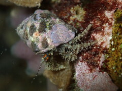 Pseudopaguristes monoporus