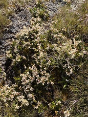 Gaultheria crassa