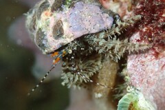Pseudopaguristes monoporus