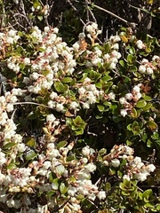 Gaultheria crassa