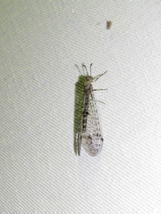 Bandidus breviusculus