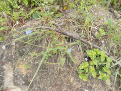 Jacquemontia evolvuloides