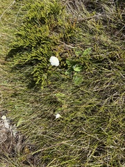 Craspedia uniflora
