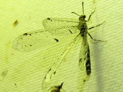 Bandidus breviusculus
