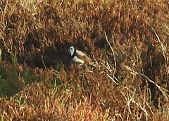 Epthianura albifrons