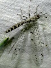 Bandidus breviusculus