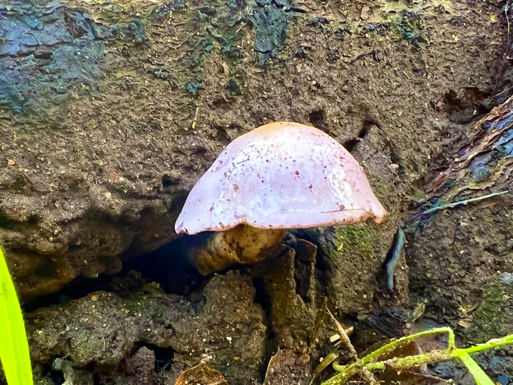 mushrooms, bracket fungi, puffballs, and allies from Arroyo Grande, CA