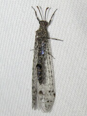 Bandidus breviusculus