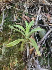 Pseudognaphalium californicum