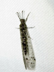 Bandidus breviusculus