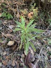 Pseudognaphalium californicum