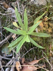 Pseudognaphalium californicum