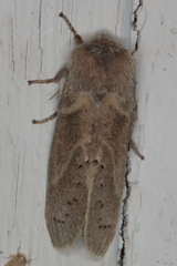 Bombycopsis punctimarginata