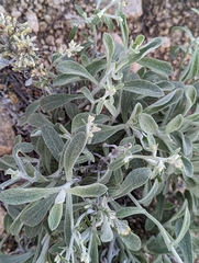 Pseudognaphalium microcephalum