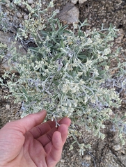 Pseudognaphalium microcephalum