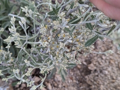 Pseudognaphalium microcephalum