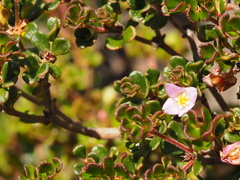 Boronia algida