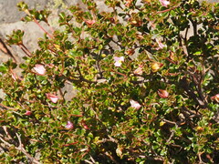 Boronia algida