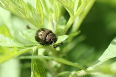 Chrysolina aurichalcea