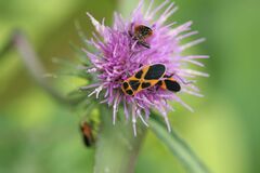 Tropidothorax sinensis