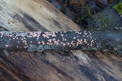 Aleurodiscus grantii