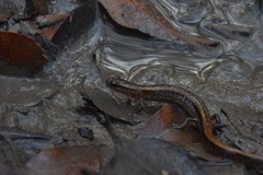 Eurycea quadridigitata