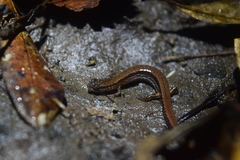 Eurycea quadridigitata