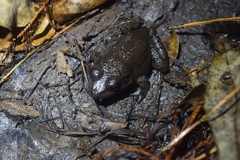 Lithobates heckscheri