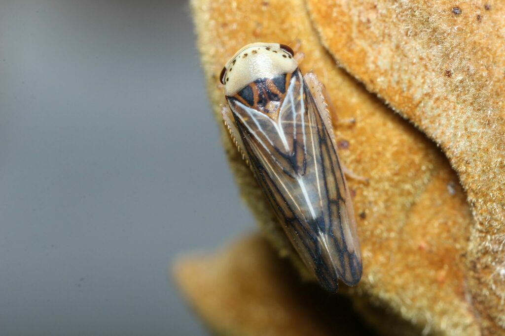 Oncopsis nitobei