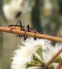 Chauliognathus tricolor