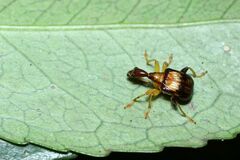 Leptapoderus balteatus
