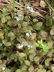Myosotis forsteri