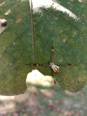 Argiope dang