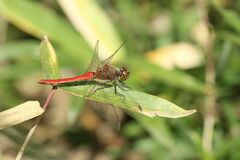 Sympetrum frequens