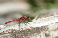 Sympetrum darwinianum