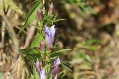 Gentiana scabra buergeri